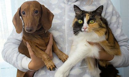 ¿Los perros y los gatos tienen alma?