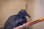 Imagen de ¡Reprochable! Un gallinazo fue atacado con aceite caliente en Antioquia. Sufrió quemaduras y daño en su plumaje