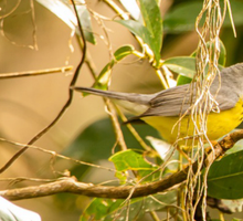 Aves migratorias tienen su guía