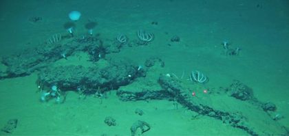 Imagen de  Hallan el mayor y más profundo cementerio de ballenas con restos de 5,3 millones de años