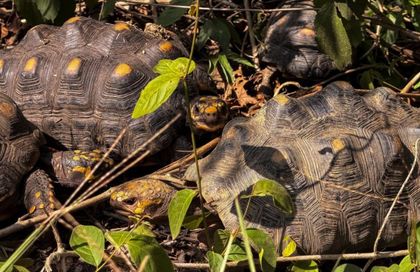 Imagen de Liberan 90 tortugas en su hábitat natural tras proceso de rehabilitación en el Valle de Aburrá