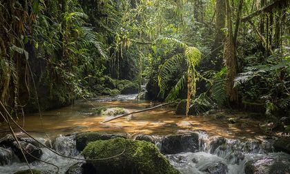 Colombia mega-diversa: un tesoro natural que necesita protección