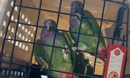 Loras regresaron a su hábitat