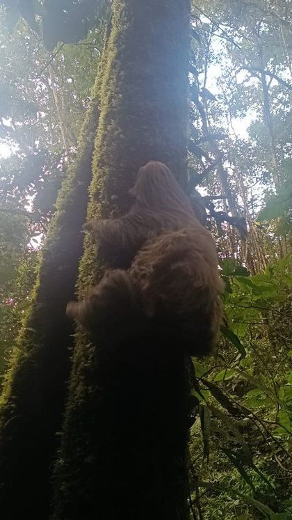 Imagen de  Liberaron en El Retiro a un perezoso de dos dedos rescatado en redes de alumbrado en Llanogrande
