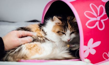 Síntomas de enfermedades comunes en los gatos
