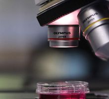 Fagos entre especies se comunican mediante péptidos para coordinar la infección y la lisogenia en bacterias