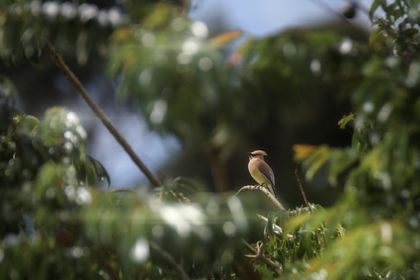 Imagen de Avistamiento histórico en el Oriente antioqueño: registran por primera vez al cedar waxwing en Rionegro