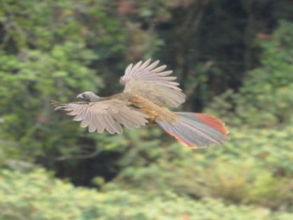 Imagen de  Cultivos en La Ceja se estarían viendo afectados por la presencia de guacharacas