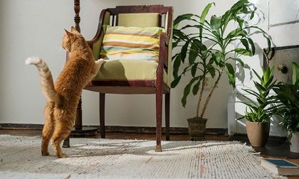 Cómo crear un ambiente libre de estrés para tu gato en casa