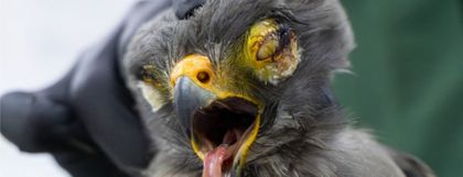 Imagen de  ¡Les fallamos! La pólvora incrementó en 250 % los casos de fauna silvestre atendidos por Cornare en diciembre
