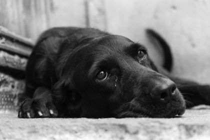 Imagen de  ¡Indignante! Hombre le quitó la vida a un perro con arma de fuego porque le ladró