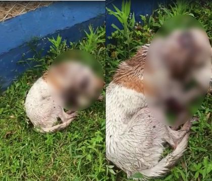 Imagen de Indignación por ataque contra perrito en Granada: piden ayuda para atenderlo