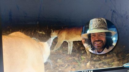 Imagen de  René Higuita solicitó ayuda para salvar a dos pumas en Yondó