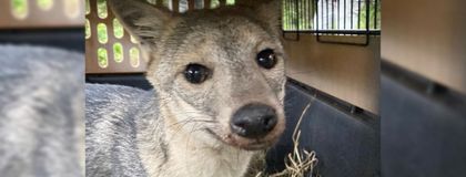 Imagen de Final feliz para dos zorros perros liberados en su hábitat tras ser atropellados
