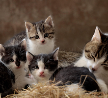 Los gatos tienen un idioma propio que pocos saben interpretar