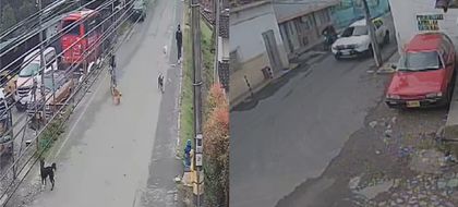 Imagen de Conductores atropellaron a dos perritos en Rionegro: en ambos casos se fugaron sin socorrerlos