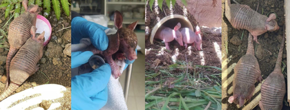 Imagen de  Cuatro armadillos con deshidratación moderada fueron rescatados en Cocorná