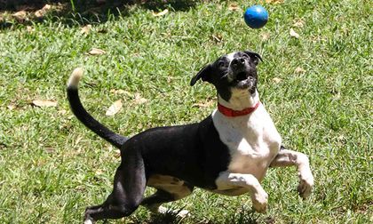 Gran jornada de adopción de perros y gatos