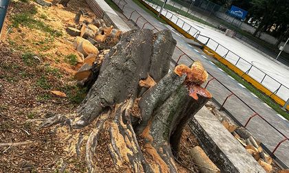 Erradican árboles en patinódromo de Buga