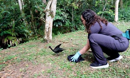 27 animales volvieron a su hábitat natural