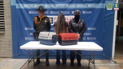 Imagen de  Judicializan a mujer por mantener en cautiverio a ocho tortugas morrocoy en Copacabana