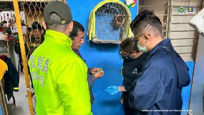 Imagen de  Capturados ocho hombres que vendieron más de 2 500 especies exóticas por grupos de WhatsApp