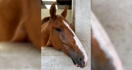 Imagen de  Asdesilla prepara la edición 65 de la Expointernacional Equina en Rionegro