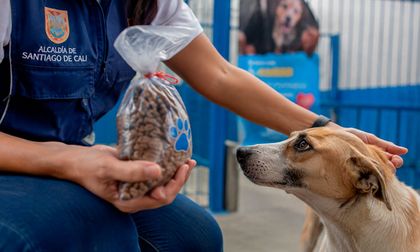 Donaciones para animales en Cali: Alcaldía alerta por presunta estafa y aclara que no recibe dinero en efectivo