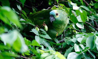Más 600 especies de aves se albergan en Altos de Santa Elena