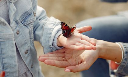 Los beneficios inesperados de tener algunos insectos en casa