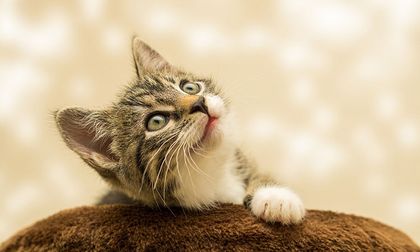 Las curiosidades más sorprendentes sobre los gatos