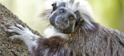 Imagen de Hoy es el Día del Mono Tití Cabeciblanco: un tesoro en peligro