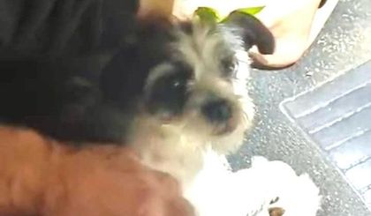 Imagen de Denuncian a ciudadano iraní por presuntas amenazas de muerte y robo de una perrita en Rionegro