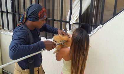 Perrito  sobrevive a una caída de 12 pisos en Cali: conoce cómo fue el rescate por parte de los bomberos
