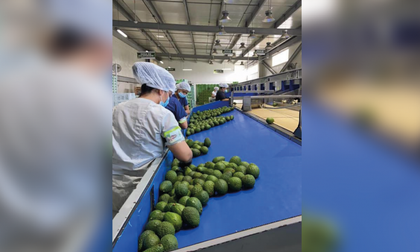 Imagen de ¡Aguacates santuarianos llegarán a Rusia y Holanda!