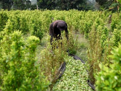 Imagen de  Carteles de drogas mexicanos fortalecen su presencia en Colombia, según informe de Defensoría del Pueblo