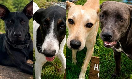 Jornada gratuita de adopción de mascotas: Palmira abre una nueva oportunidad para perros y gatos rescatados