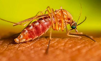 Vacuna contra el dengue para niños de 9 años: así se aplicará