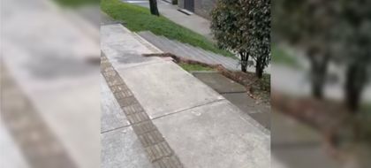 Imagen de  Boa de más de 2,5 metros habría escapado del cautiverio, se metió a un carro y fue rescatada en Belén