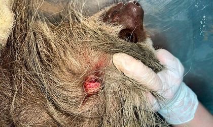 Fauna silvestre en riesgo por mascotas sin control en Cali, Jamundí y Yumbo