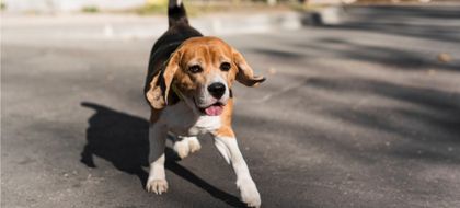 Imagen de  ¿Qué hacer si atropelló un animal? Hay sanciones si no lo ayuda