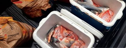 Imagen de  En Rionegro decomisaron más de 100 kilos de pescado