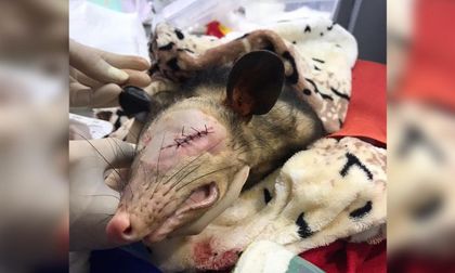 Encontraron al presunto responsable del ataque a una zarigüeya en Marinilla