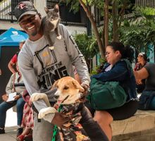 Cinco enfermedades comunes que afectan a las mascotas en Cali
