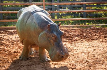 Imagen de  Así fue el proceso de esterilización de una hembra hipopótamo en Doradal