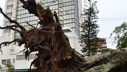 Corte de raíces afecta estabilidad de árboles
