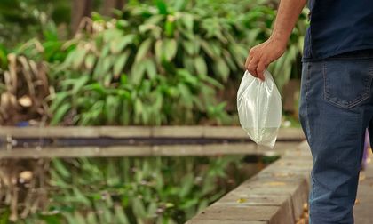 Reporte criaderos de agua estancada y reciba peces guppies como método natural de control