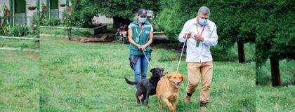 Imagen de 150 caninos que eran víctimas de maltrato animal en Guarne ya están recuperados