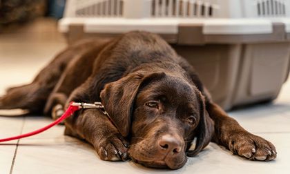 Cómo saber si tu perro absorbe tus emociones negativas