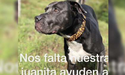 Imagen de  ¡Solo falta Juanita!: Cuatro de los cinco perros robados en Marinilla ya aparecieron